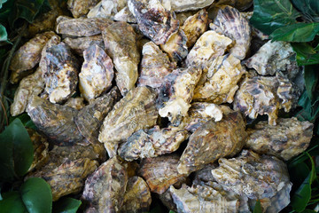 Crate of fresh oysters in bulk in Miyajima, Japan