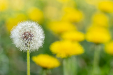 concept white dandelion among yellow stand out old age and youth