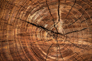 Naklejka premium Wooden surface of cut tree. Section of the trunk with annual rings. Ring texture pattern and cracks
