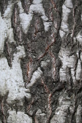 Close up of brown tree bark background. Nature wooden texture - Image