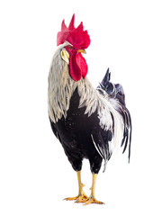 rooster isolated - obrazy, fototapety, plakaty