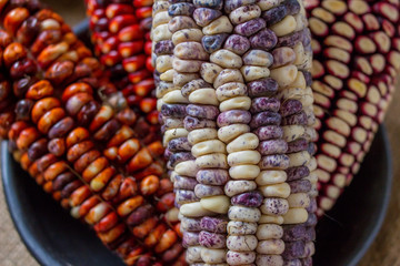 Andean maize varietes