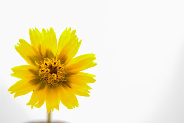 Champa, yellow flower isolated