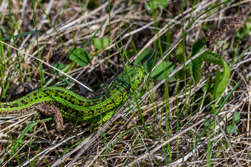 Male of Sand lizard (Lacerta agilis) of a bright green color in the field