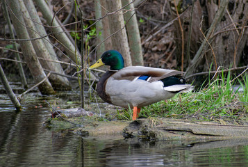 Ducks arranged yoga class on the shore of the pond.