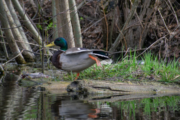 Ducks arranged yoga class on the shore of the pond.