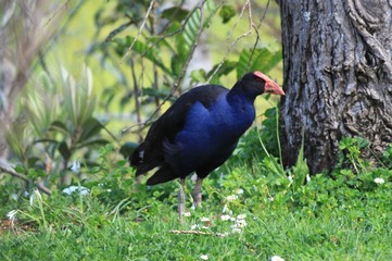 Takahe