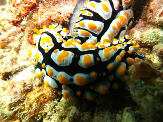 Babosa de mar en el coral