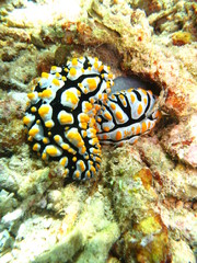 Babosa de mar en el coral