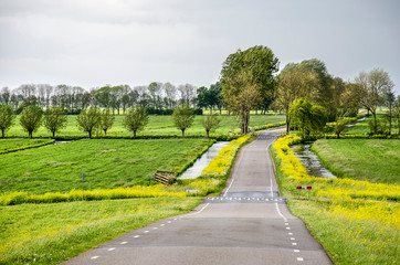 Single lane asphalt road in a landscape with pollard willows and other trees, meadows and ditches and abundant rapeseed in Alblasserwaard polder, The Netherlands