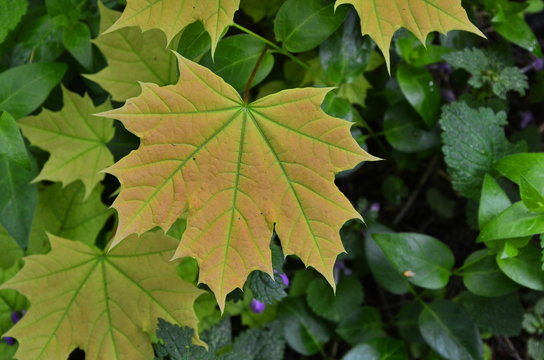 Young leaf of a maple.