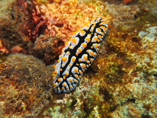 Babosa de mar en el coral