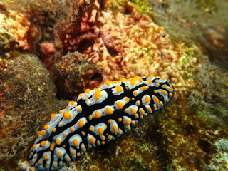 Babosa de mar en el coral