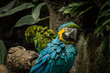 blue and yellow macaw