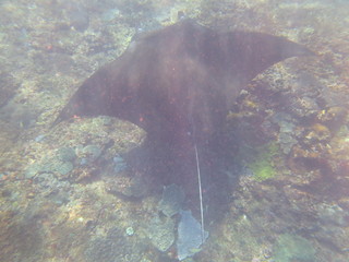 Manta diablo nadando en el arrecife
