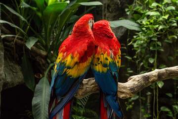 colorful parrots