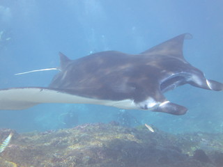 Manta diablo nadando en el arrecife