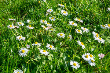 daisies on grass