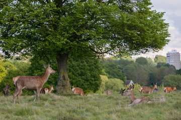 Balade à Richmond Park - Londres HD Photos