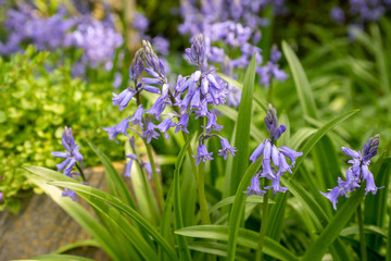 blue flowers in the garden