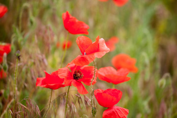 Obraz premium Red poppiees in yellow wheat field.