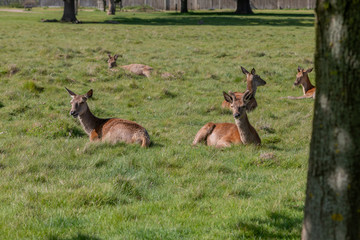 Balade à Richmond Park - Londres HD Photos