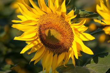 Big beautiful sunflowers