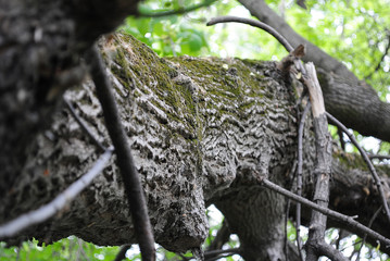 tree in forest