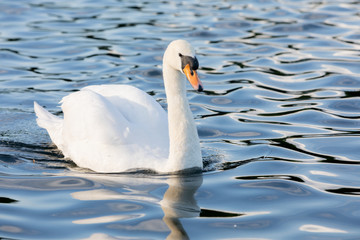 White Swan on water in central london