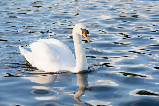 White Swan on water in central london