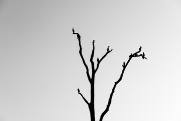 Birds in Black and White