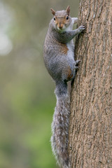 Squirrels in London - Kensington garden and Hyde Park