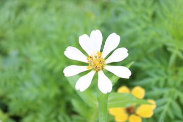 Obraz premium White and yelllow flower