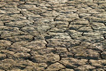 yellow dry land
