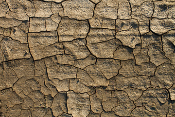 yellow dry land