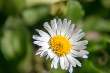Obraz premium Florecillas