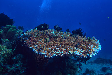 Plakat coral reef underwater / lagoon with corals, underwater landscape, snorkeling trip