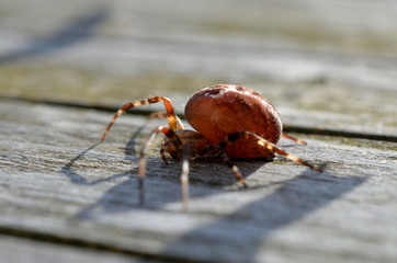 red cross spider close up