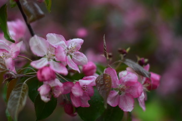 pink flowers of a tree