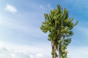 Green Tree background cloudy sky for design work.