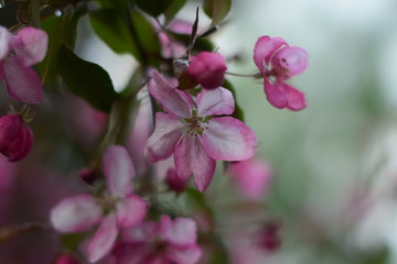 Naklejka na ściany i meble pink flowers in garden