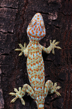 Overhead view of a Tokay gecko, West Java, Indonesia
