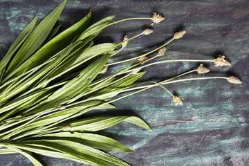 Ribwort plantain leaf and flower © kidza