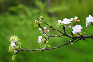 Beautiful flowers on the apple tree, spring flowers. Blossom apple tree. Beautiful flowers on the apple tree, spring flowers.