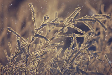 winter landscape in the forest / snowy weather in January, beautiful landscape in the snowy forest, a trip to the north