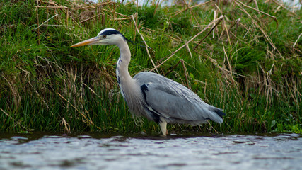 Large Grey Heron, Ardeidae, Single Bird Close Up, eye-line low angle water level view searching for food, fishing on riverbank