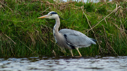 Large Grey Heron, Ardeidae, Single Bird Close Up, eyeline low angle view, searching for food, fishing, on riverbank