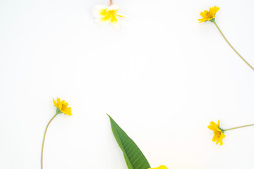 Champa, yellow flower isolated
