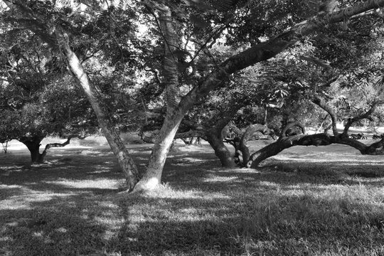 Black and white photos of trees