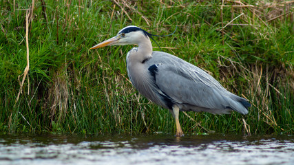 Large Grey Heron, Ardeidae, Single Bird Close Up, eyeline low angle view, searching for food, fishing, on riverbank